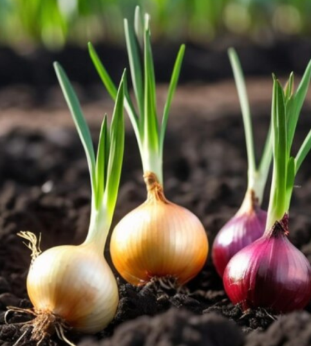 Onion Slider