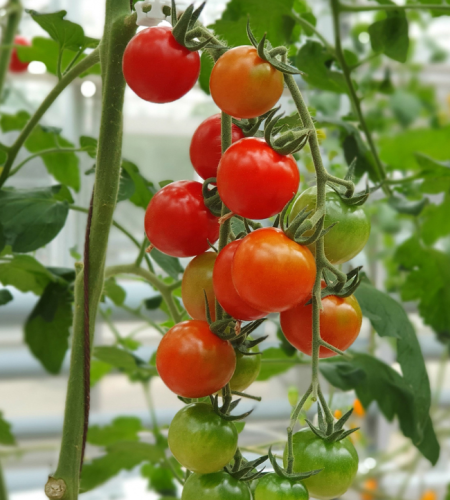tomato