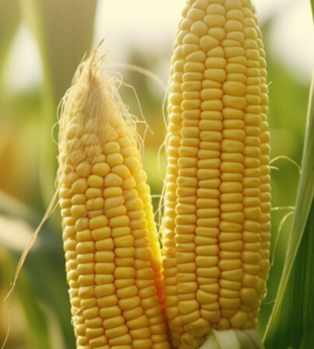 sweet corn