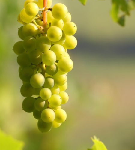grapes